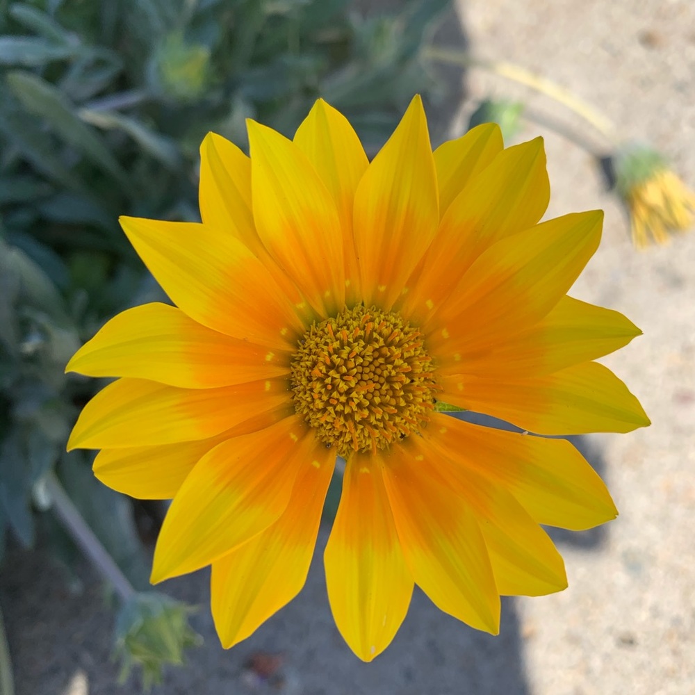 Meet your Posher, Mia